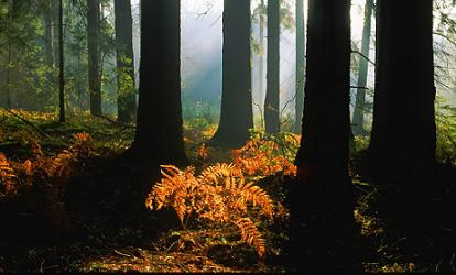 Poland State Forests Crisis.